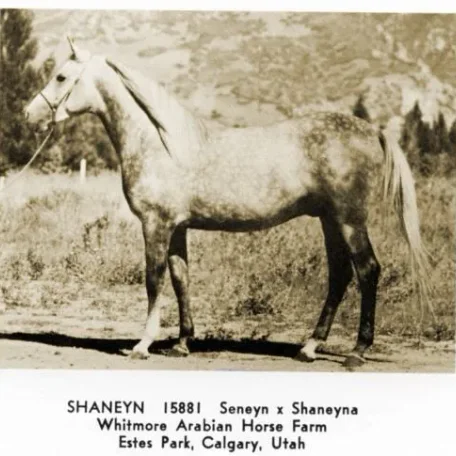 Shaneyn