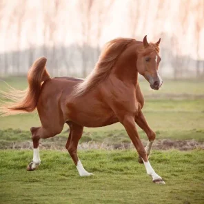 Bashir al Shaqab