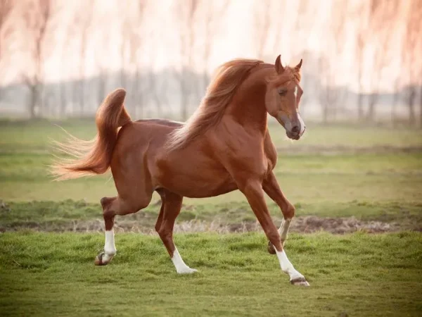 Bashir al Shaqab