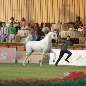 Murad Al Orobah