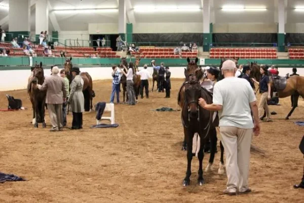 Morgan Southern States Regional Show