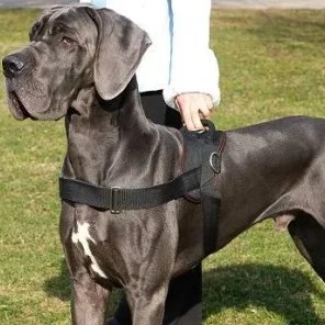 American Bull Dane (Designer Dog)