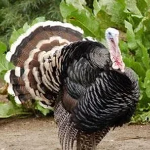 Your Favorite Thanksgiving Pics/Videos