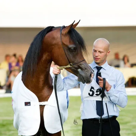 National Champion Polish Bred Stallion...*Pogrom