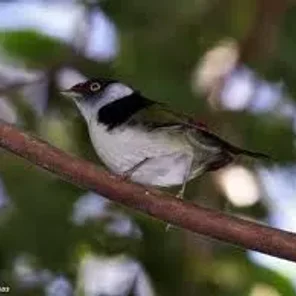 Pin-tailed
