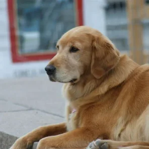 Golden Retriever - #3 Favorite Breed