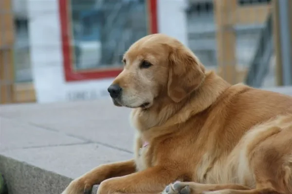 Smart, good-natured, and eager to please, the Golden Retriever excels as a family companion and working dog.