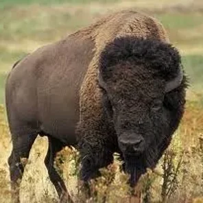Amazing Bison