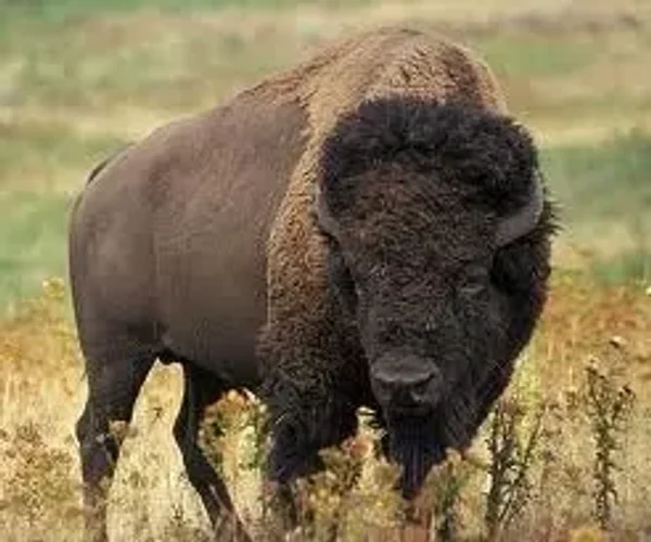 Amazing Bison