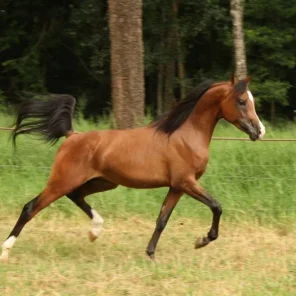 Bajkal HJ