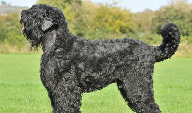 Black Russian Terrier