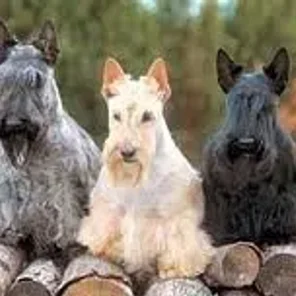 Scolden Terrier (Designer Dog)