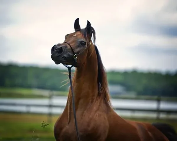 BH Torino. Photo copyright by Lori Ricigliano.