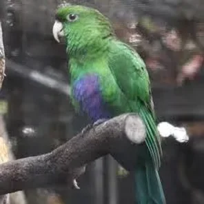 Purple-bellied Lory