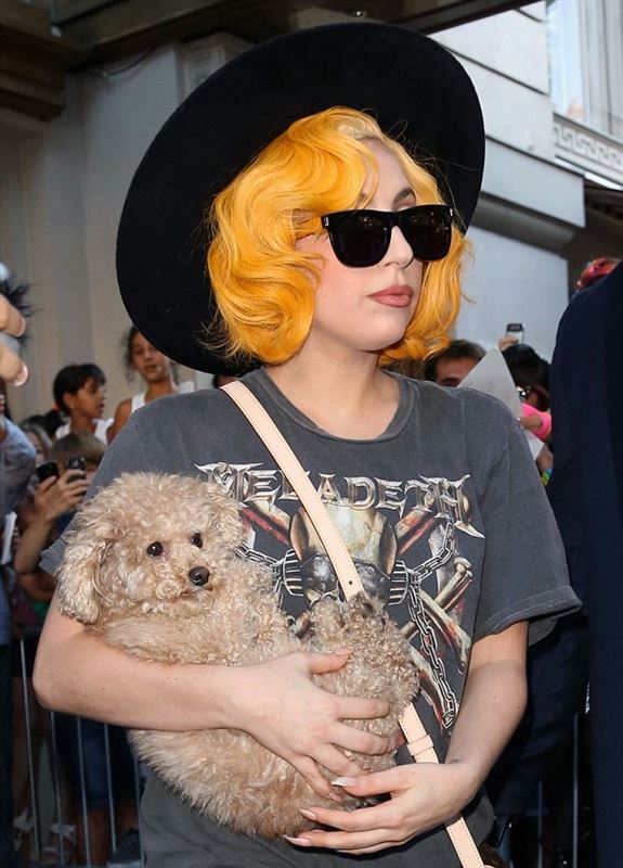 Lady Gaga's Dog Asia - 'BATPIG'
