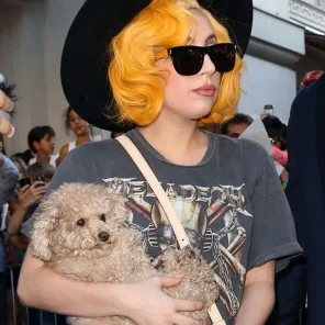 Lady Gaga's Dog Asia - 'BATPIG'