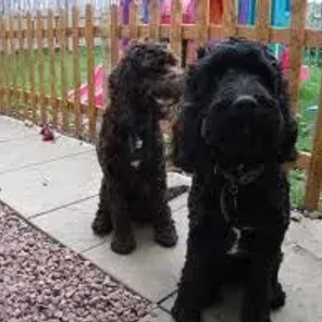 Springerdoodle (Designer Dog)