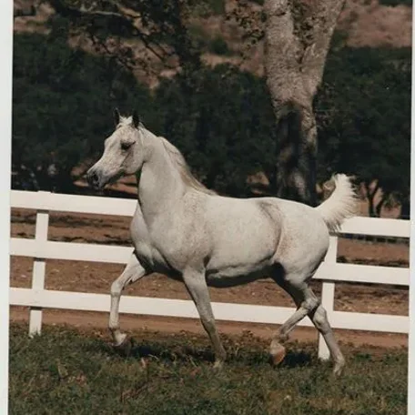 *Saikaaa 1987 at Ventura Farms