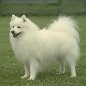 Japanese Spitz