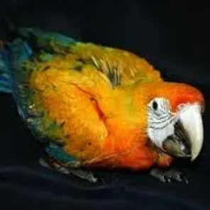 Buffwing