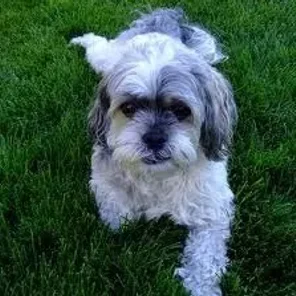 Zuchon (Teddy Bear) (Designer Dog)