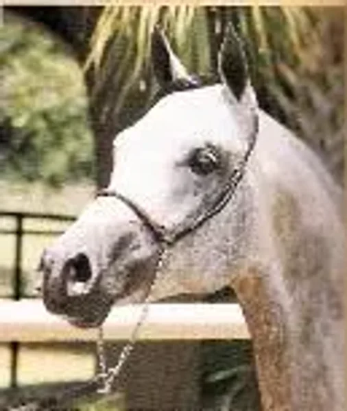 Sabal