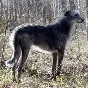 Scottish Deerhound