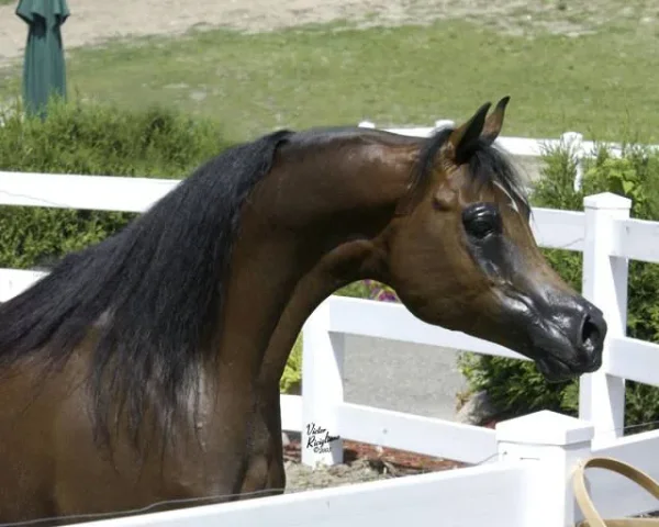 Legacy of Fame US National Champion out of Legacy of Gold US National Champion. Out of Fames Elegance C daughter of US National Champion Fame VF+.