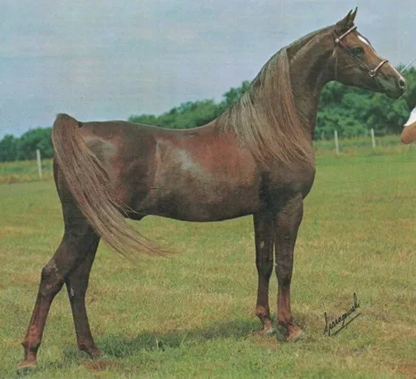FEROUK