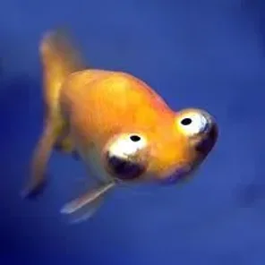 Fresh water Fish