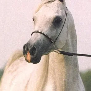 IMPERIAL AL KAMAR