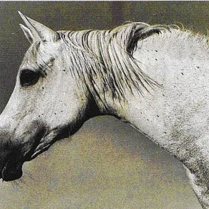 *Gdynia++