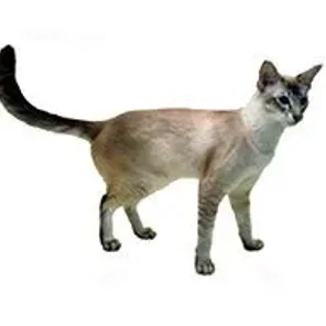 Javanese