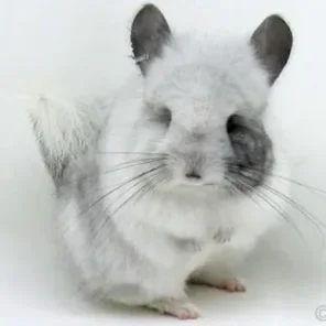 Chinchilla Lover