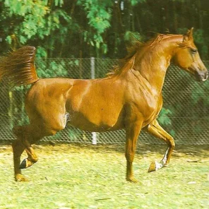 Sahibi