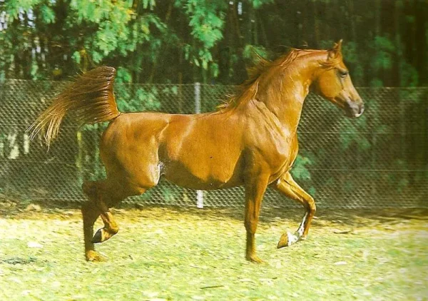 Sahibi