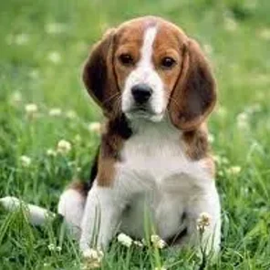 Meagle (Designer Dog)
