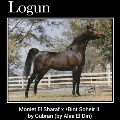 LOGUN