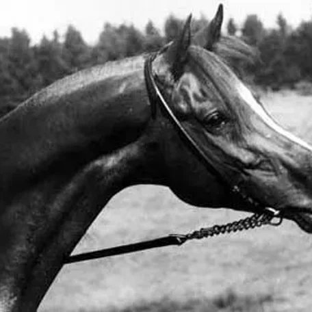 Shaker el Masri (Morafic x Zebeda)