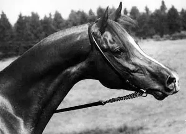 Shaker el Masri (Morafic x Zebeda)