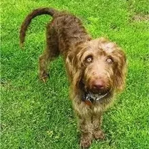 Weimardoodle (Designer Dog)