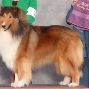 GCH Highcroft Bourne Supremacy
