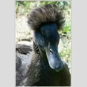 Crested Duck