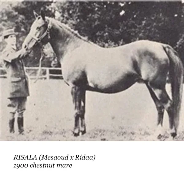 Risala