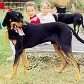 Lithuanian Hound