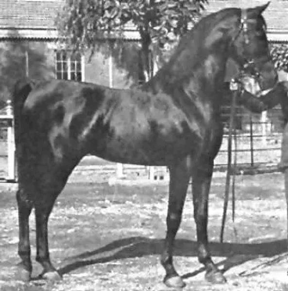 IBN RABDAN