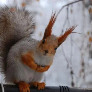 Animals in Winter We Domesticate