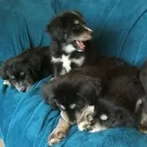Siberian Cocker (Designer Dog)