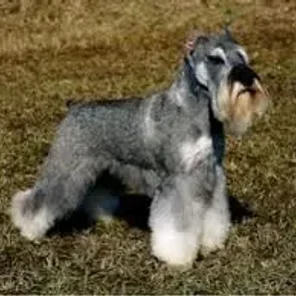 Miniature Schnauzer
