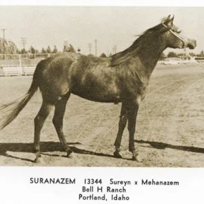 Suranazem